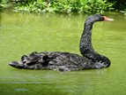 BlackSwan2