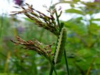 GreenCaterpillarOnGrass