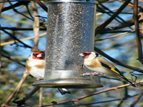 Goldfinches