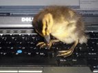 crop_DSC00457