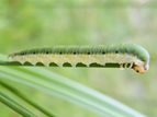 GreenCaterpillar