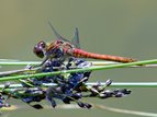 RedDragonfly