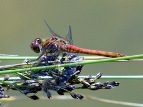 Wildlife