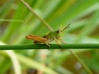 Grasshopper